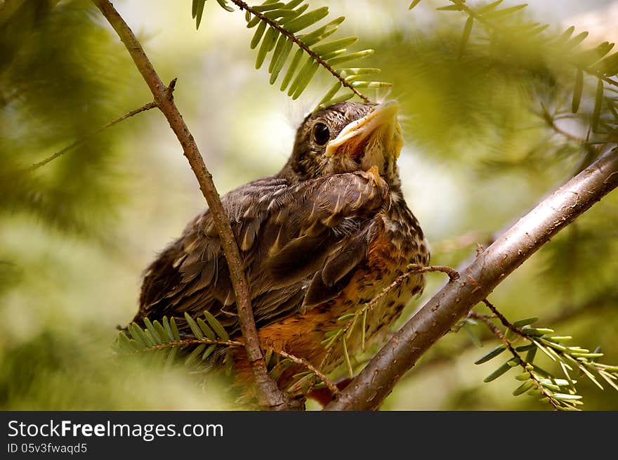 Baby bird sits on branches-1