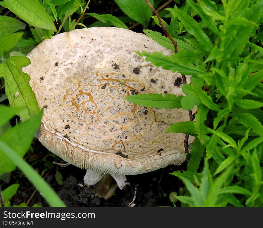 Horse Mushroom (Agaricus impudicus) on grassy lawn. Horse Mushroom (Agaricus impudicus) on grassy lawn.