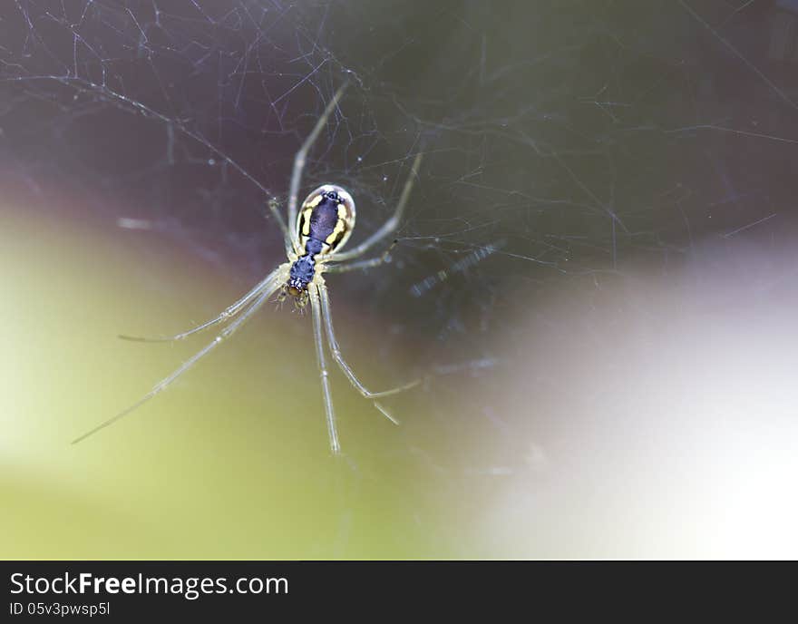 The spider family Linyphiidae