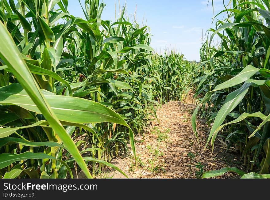 Field of Sweet corn with path. Field of Sweet corn with path