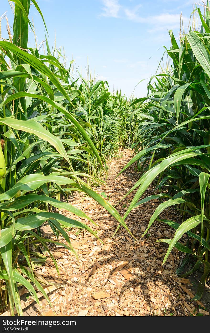 Field of Sweet corn with path. Field of Sweet corn with path