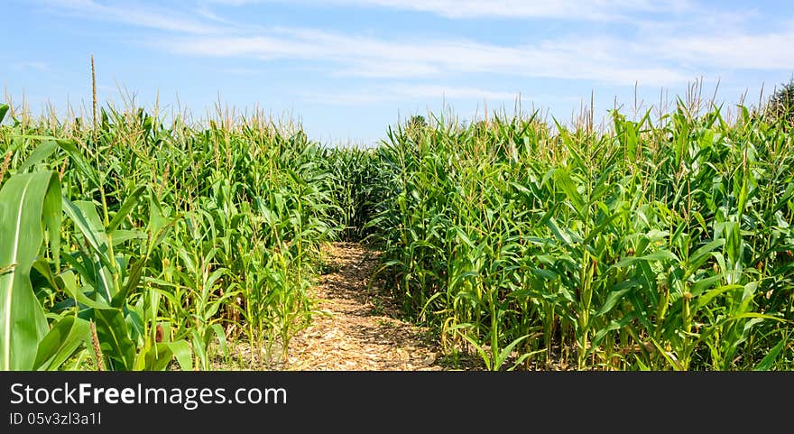 Rows of sweet corn with path. Rows of sweet corn with path