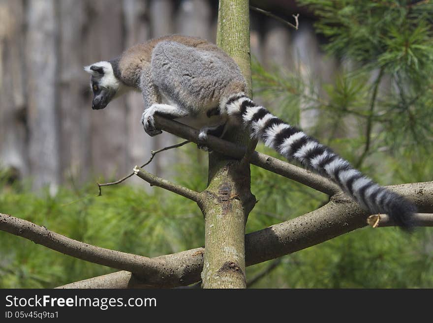 Ring-tailed Lemur