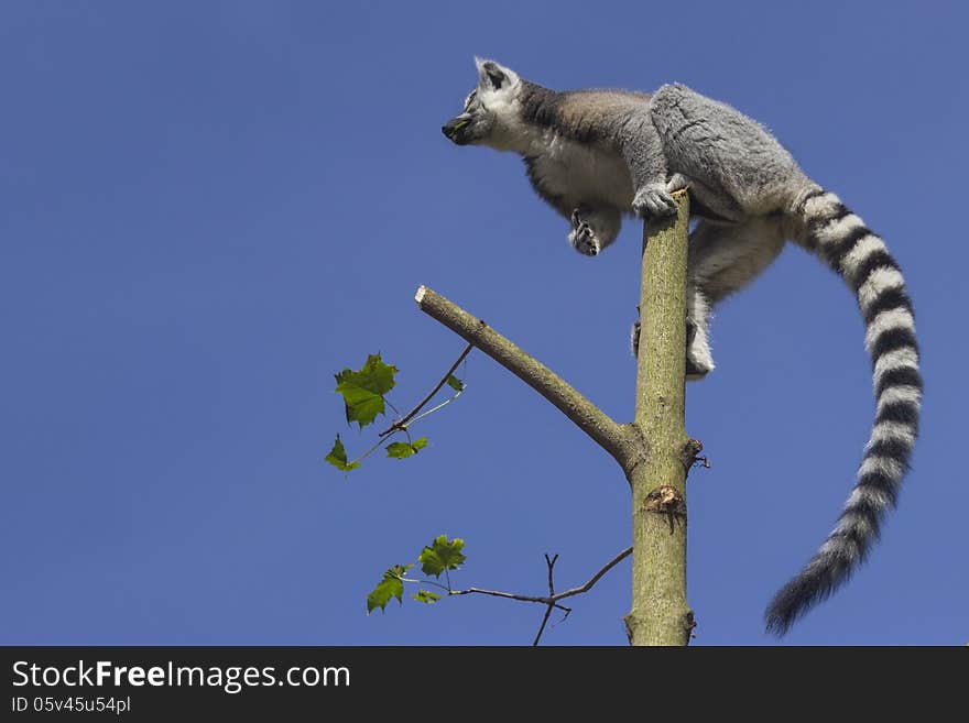 Ring-tailed lemur