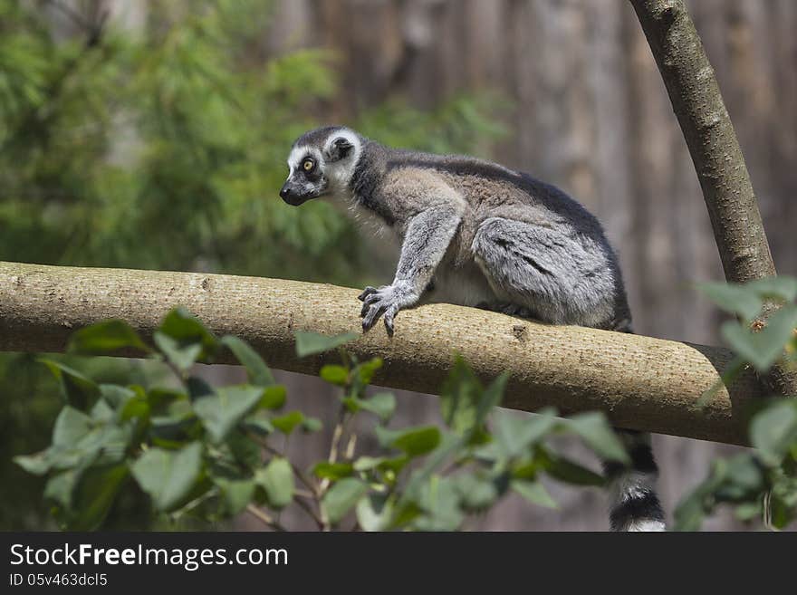 Ring-tailed lemur