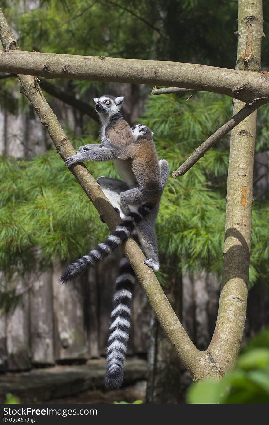 Ring-tailed Lemur