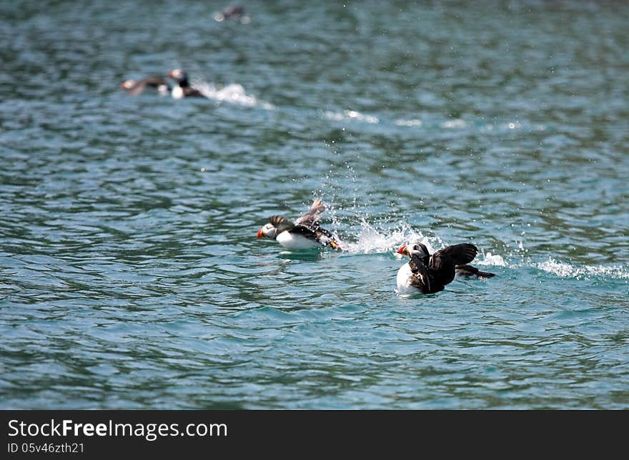 Young Puffins In The Atlantic Ocean