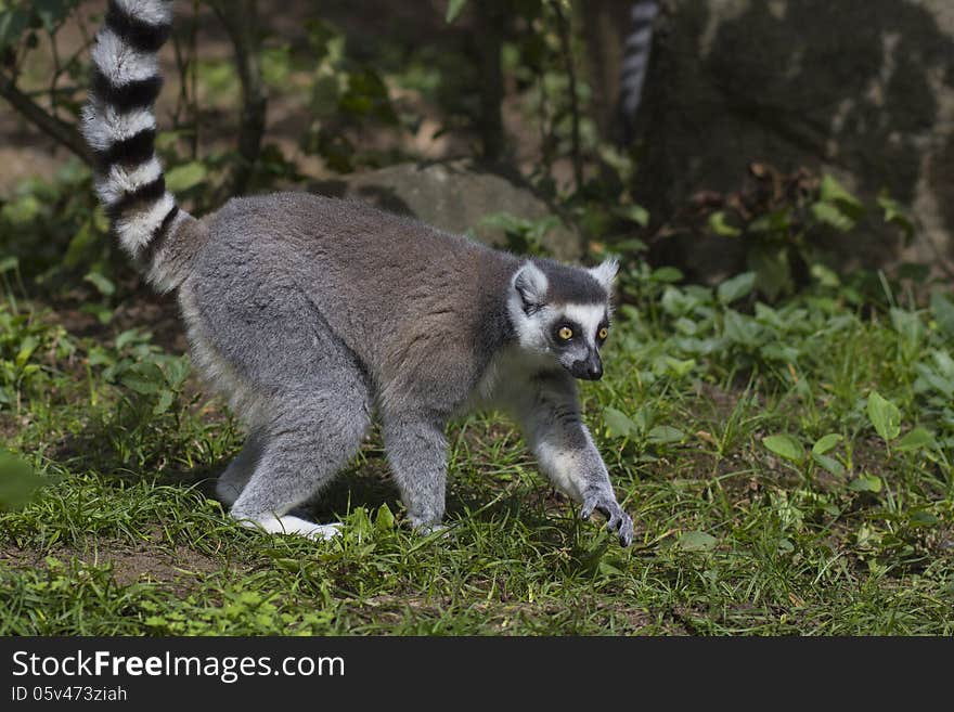 Cute tailed lemur in spring nature. Cute tailed lemur in spring nature