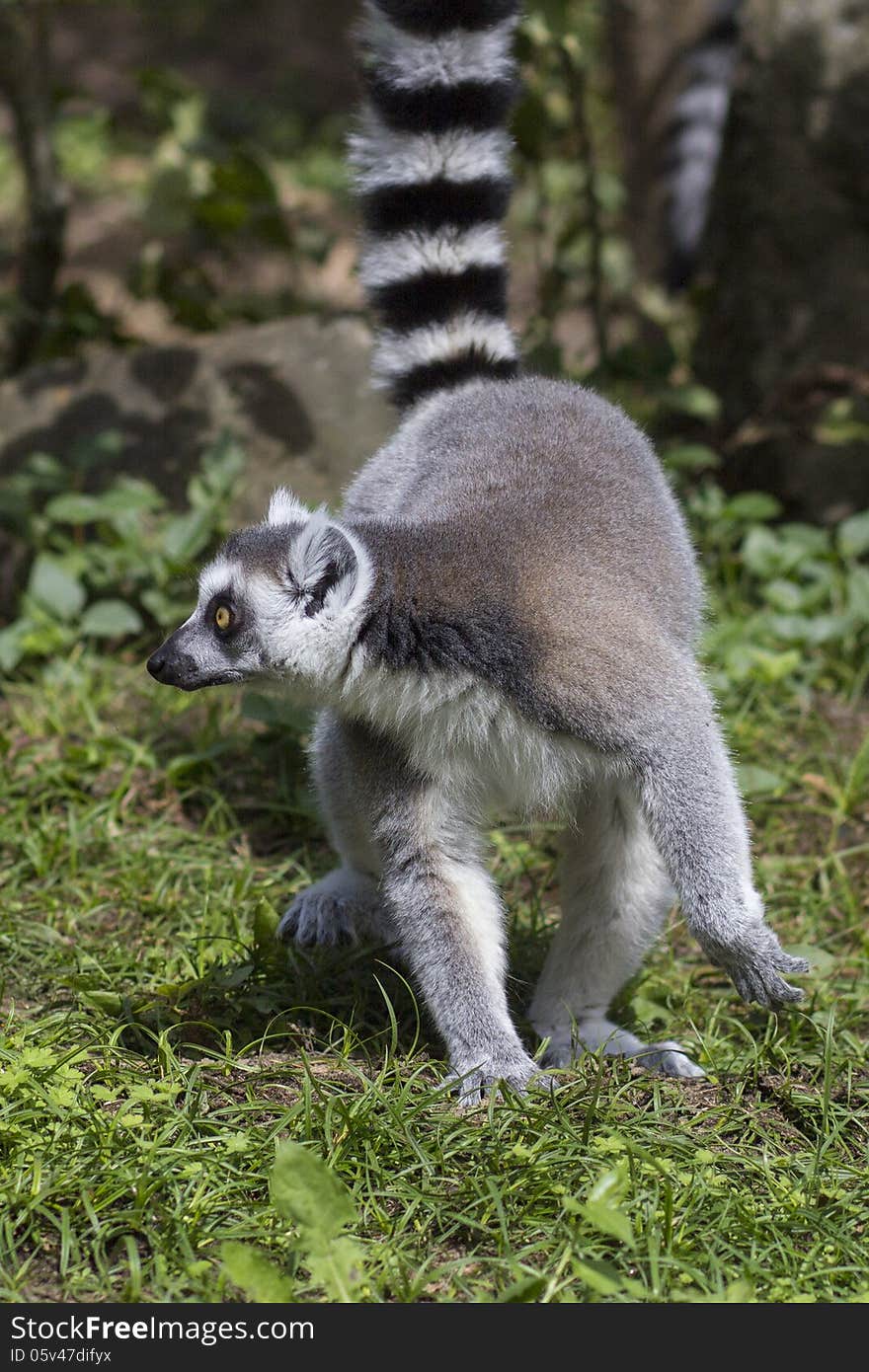 Cute tailed lemur in spring nature. Cute tailed lemur in spring nature