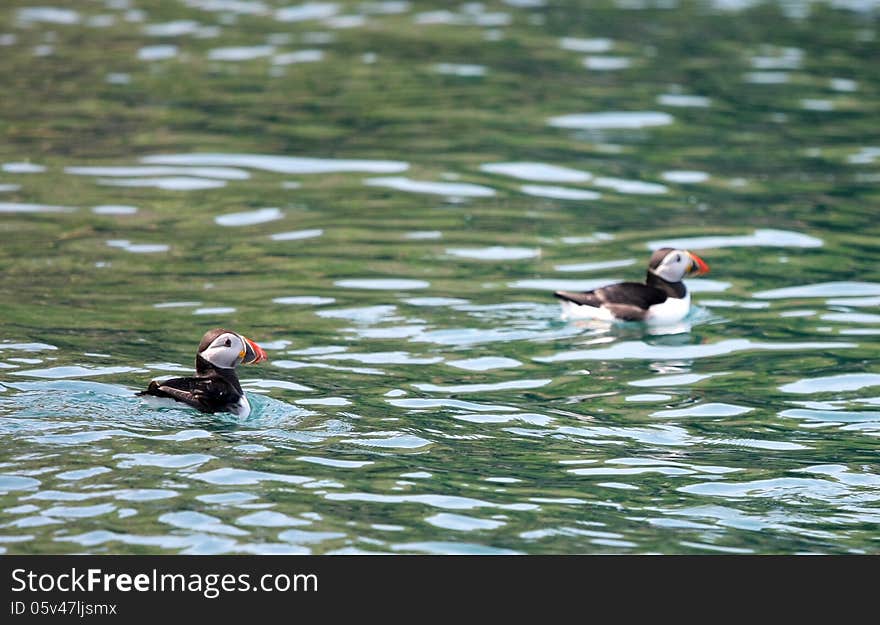 Young puffins in Atlantic Ocean, Celtic Sea near Skomer Island. Young puffins in Atlantic Ocean, Celtic Sea near Skomer Island