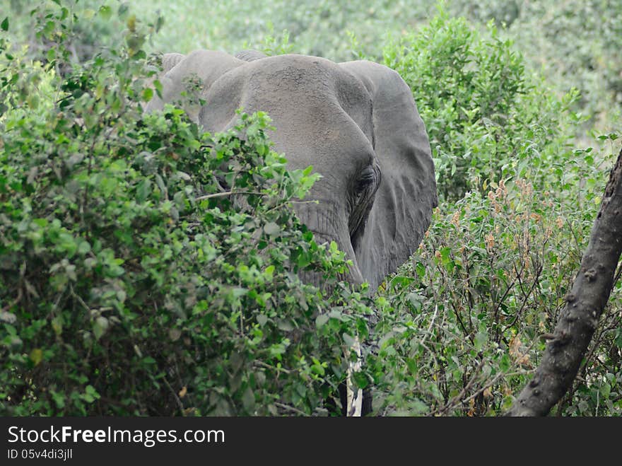 The big elephant hidden in the trees in Africa