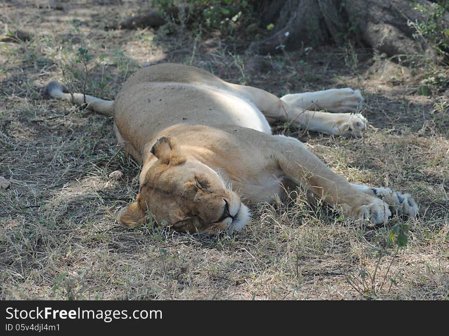 The lioness sleeping