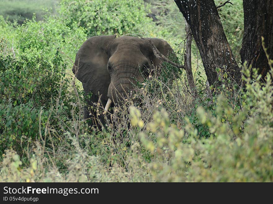 The big elephant in Africa