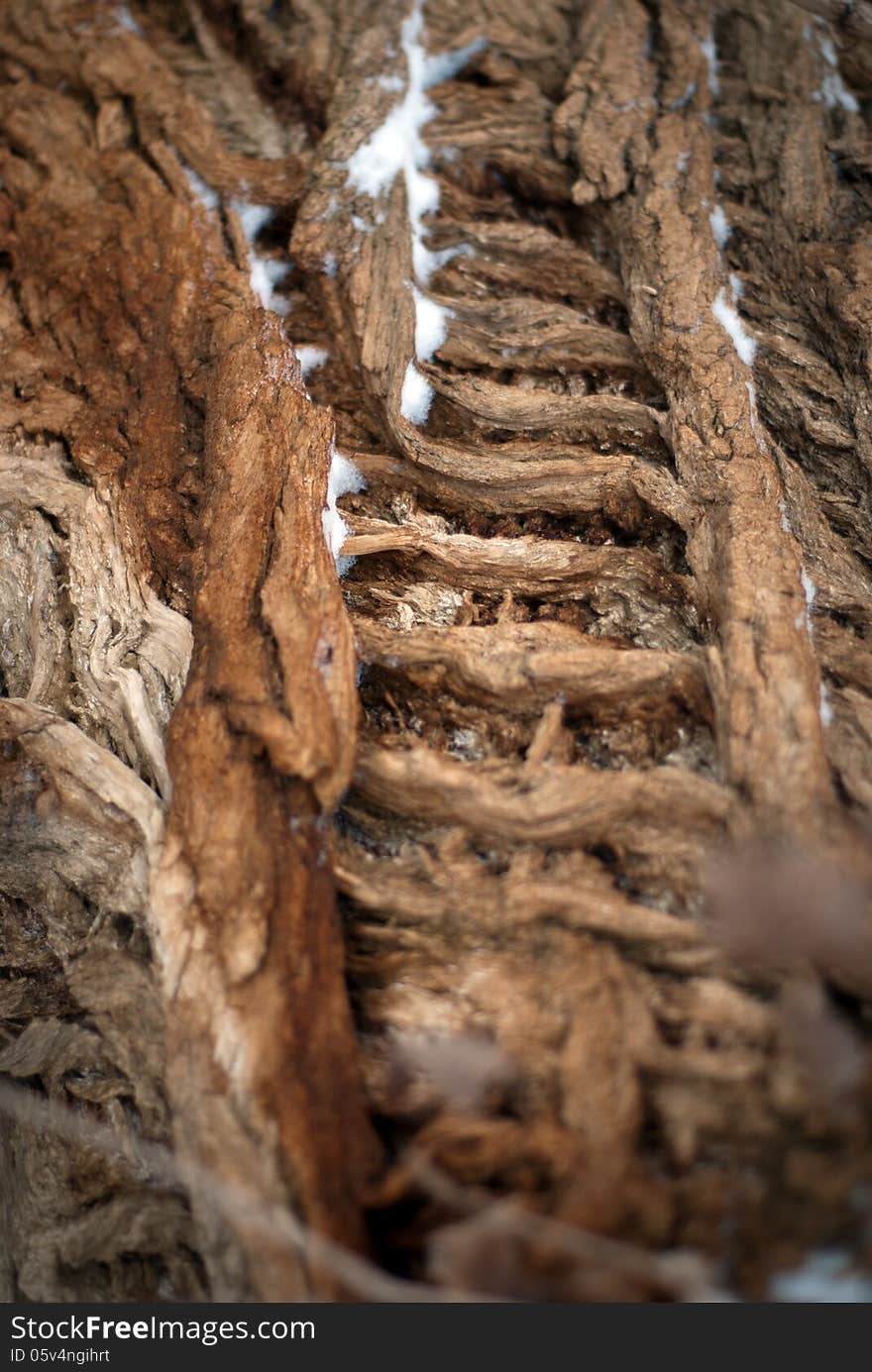 Tree close up in the winter