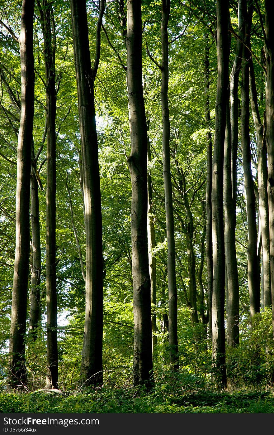 The Beech Forest