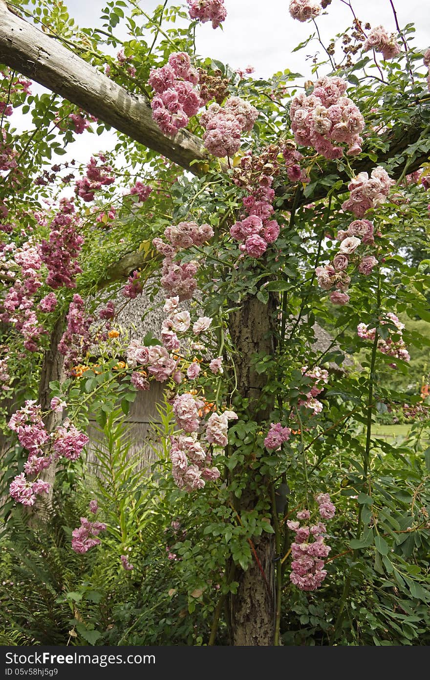 Pink Roses