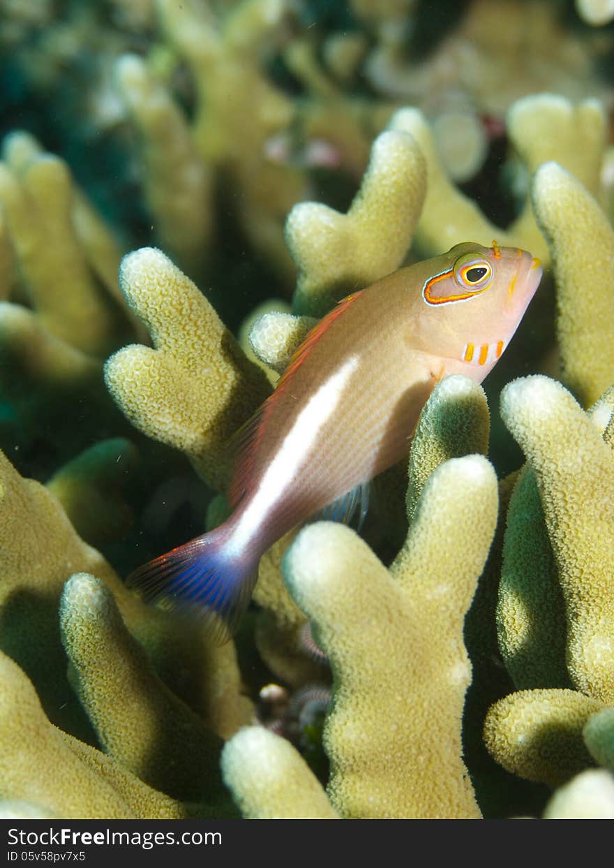 Macro portrait of an Arabian dottyback