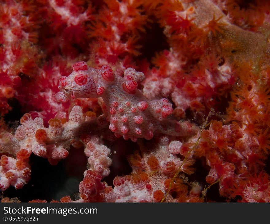 Macro portrait of a Bargibanti Pygmy Seahorse camouflaged against host sea fan. Macro portrait of a Bargibanti Pygmy Seahorse camouflaged against host sea fan