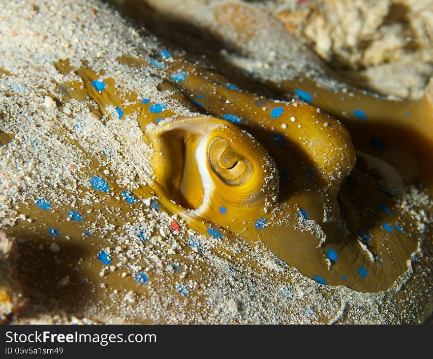 Bluespotted Ribbontail Ray