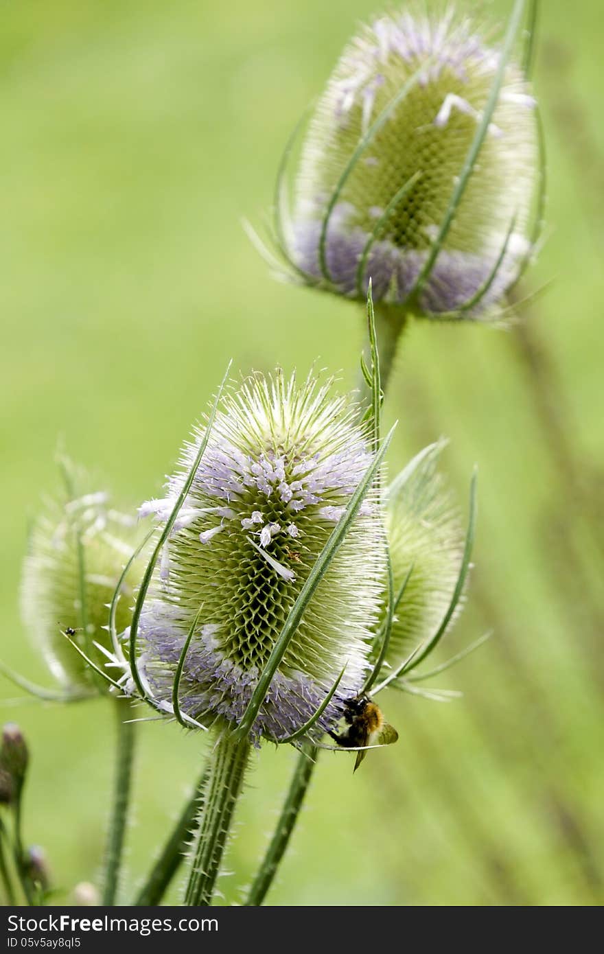 Thistle after bloom with remaining pedals