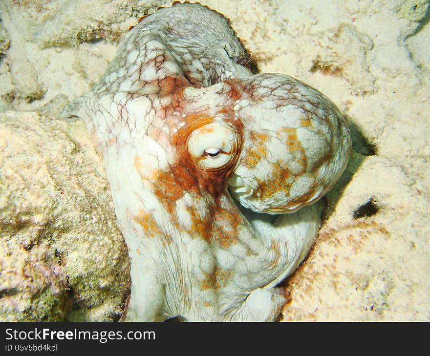 Caribbean Octopus