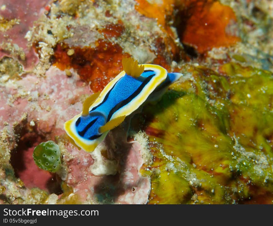 Macro portrait of Chromodoris annae