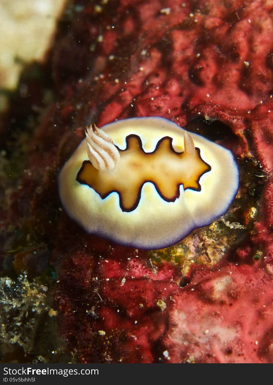 Macro portrait of Chromodoris coi