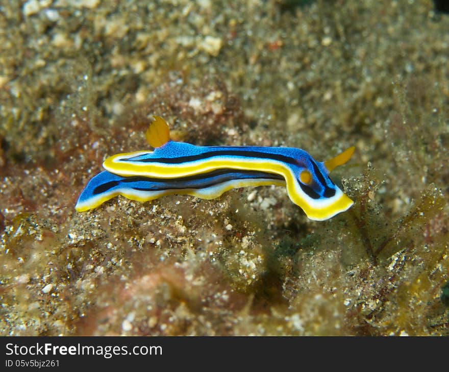 Macro portrait of Chromodoris annae