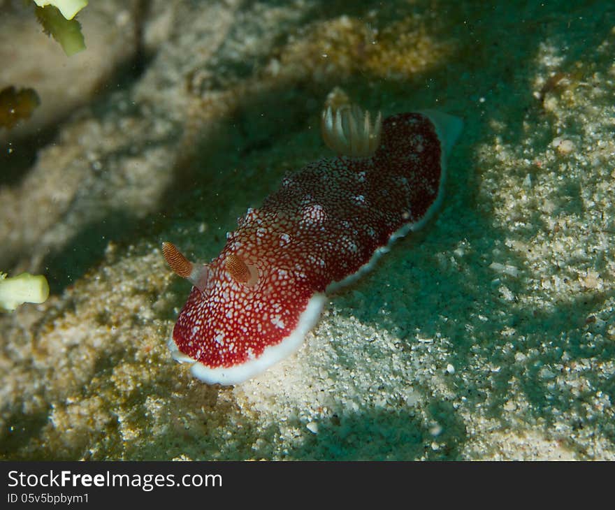 Macro portrait of Chromodoris reticulata