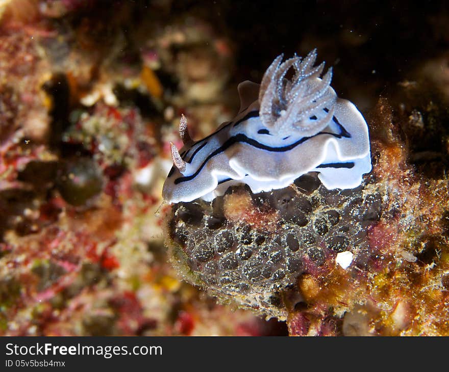 Close-up of Chromodoris willani