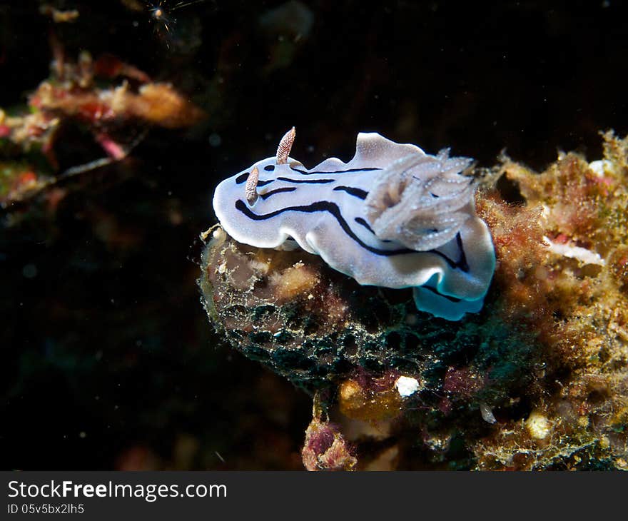 Close-up of Chromodoris willani