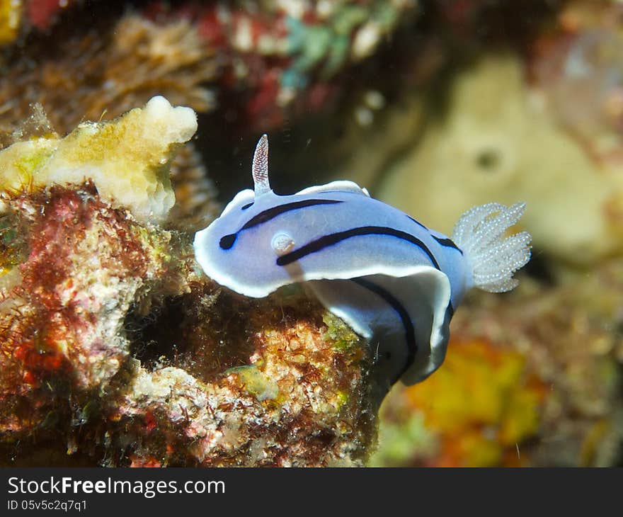 Close-up of Chromodoris willani