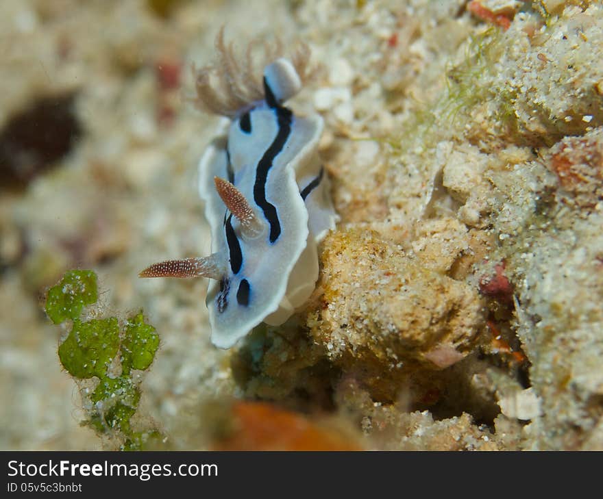 Close-up of Chromodoris willani