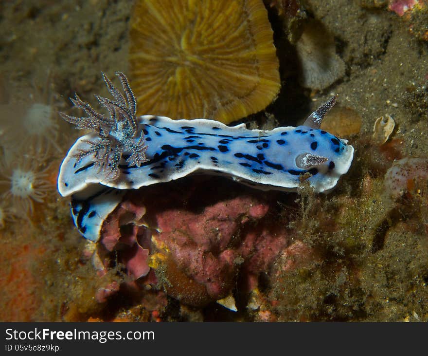 Macro portrait of Chromodoris willani