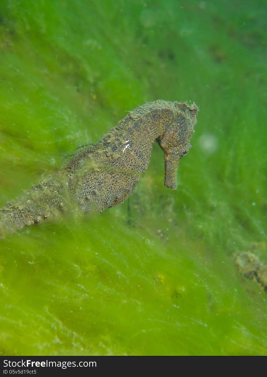 Macro portrait of a Common Seahorse against a bright green background