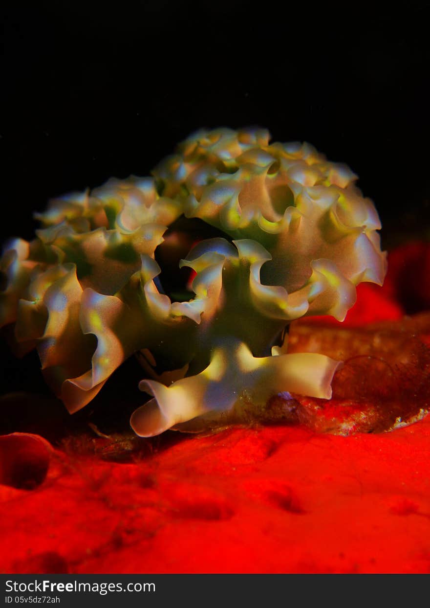 Macro portrait of Lettuce Sea Slug on bright red sponge with black background. Macro portrait of Lettuce Sea Slug on bright red sponge with black background