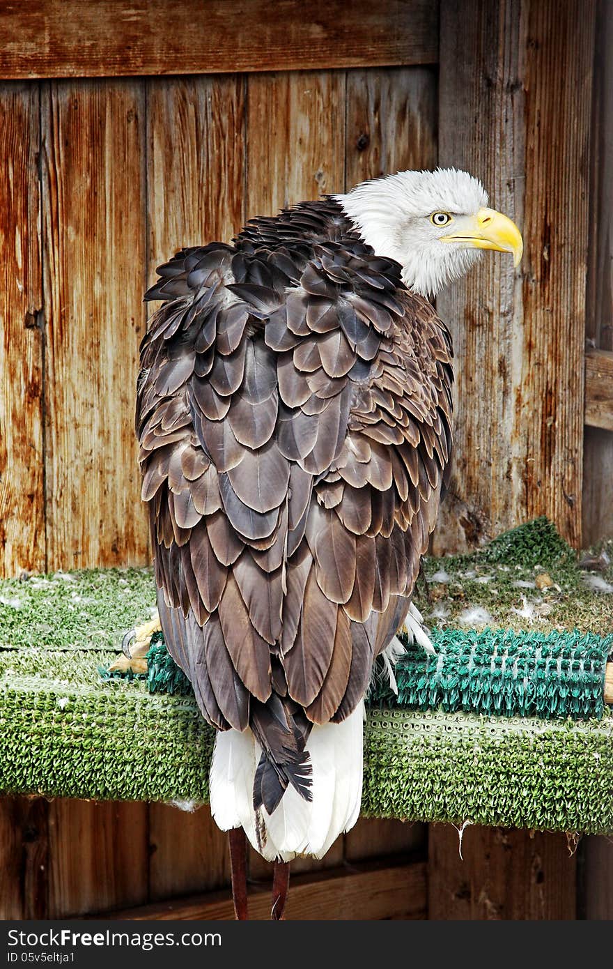 A Bald Eagle in its living space (or Mews) shows its back in a territorial posture during spring's breeding season. This Bald Eagle is a rescued and rehabilitated bird of prey that cannot survive back in the wild. A Bald Eagle in its living space (or Mews) shows its back in a territorial posture during spring's breeding season. This Bald Eagle is a rescued and rehabilitated bird of prey that cannot survive back in the wild.