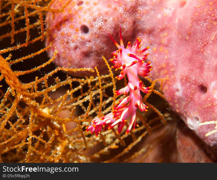 Macro portrait of Flabellina spp