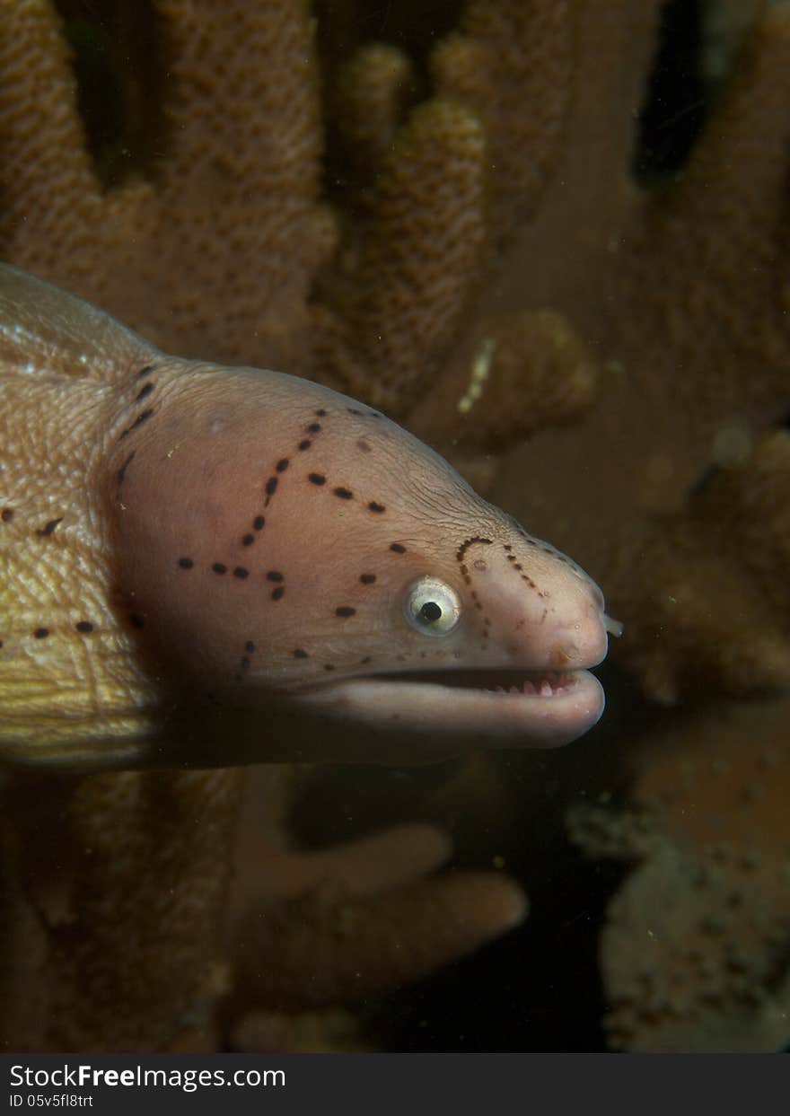 Geometric moray