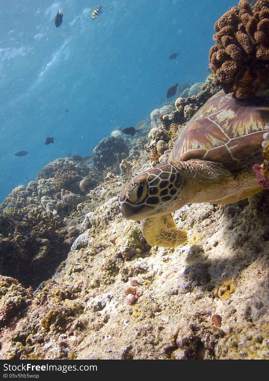 Green Turtle on Bunaken reeftop