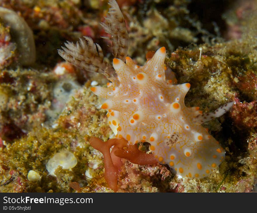 Macro portrait of Halgerda batangas