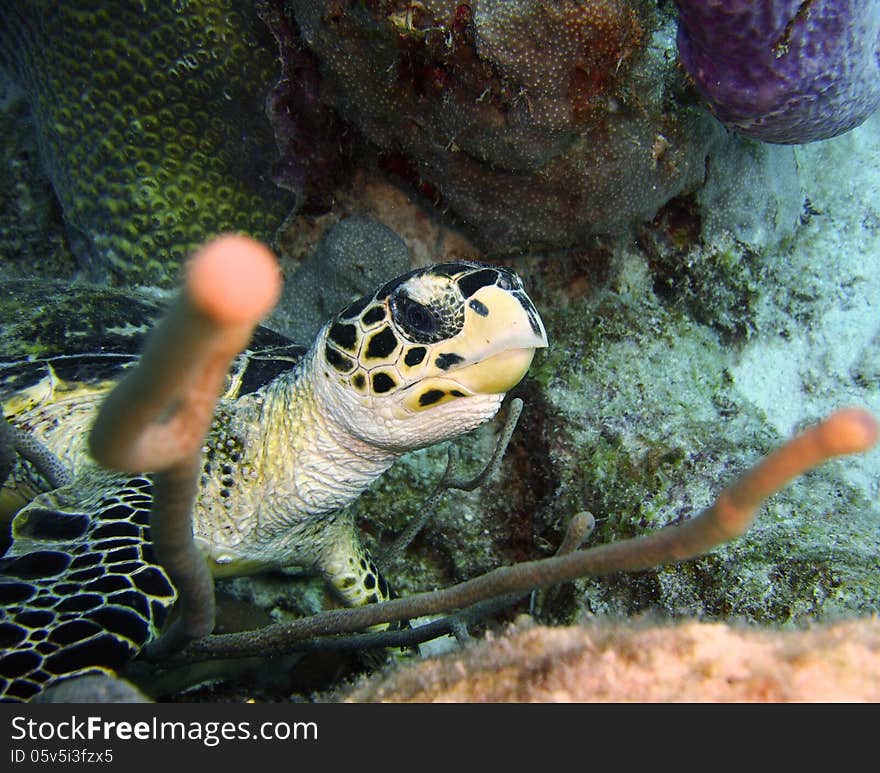 Portrait of a surprised Hawksbill Turtle