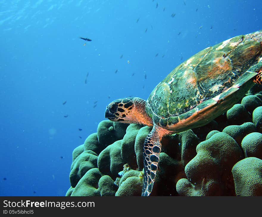 Hawksbill Turtle against blue-water and hard-coral backdrop