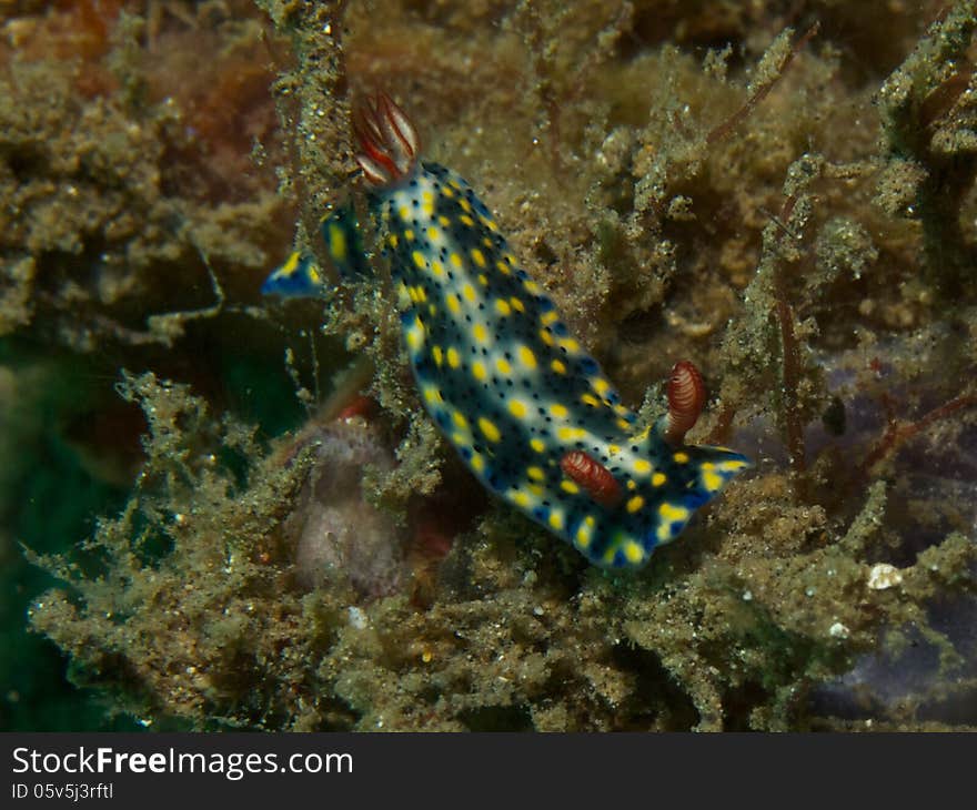 Macro portrait of Hypselodoris infucata