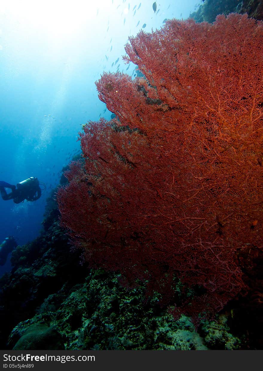 Huge Pink Sea Fan