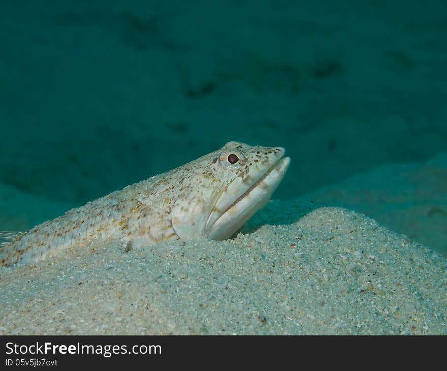 Macro portrait of a a Lizardfish waiting in ambush half buried in sand