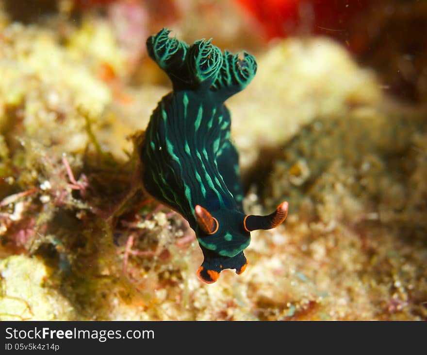 Macro portrait of Nembrotha kubaryana