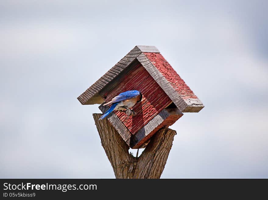 A bluebird sticks its head inside a birdhouse. A bluebird sticks its head inside a birdhouse