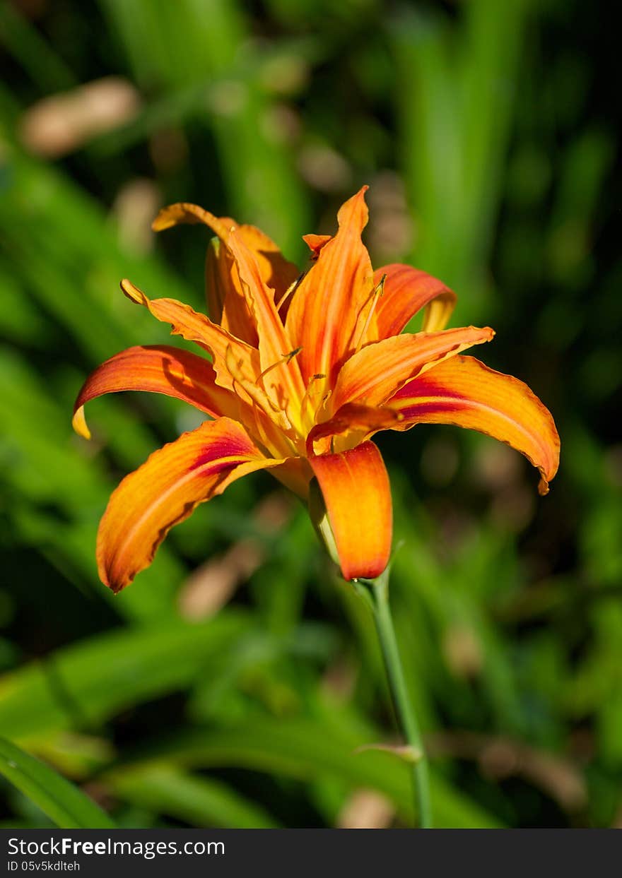 Orange Lily