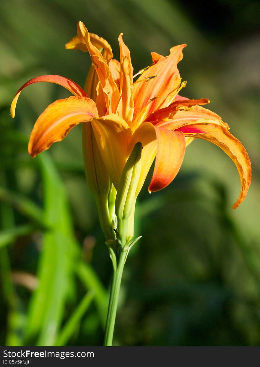 Orange Lily